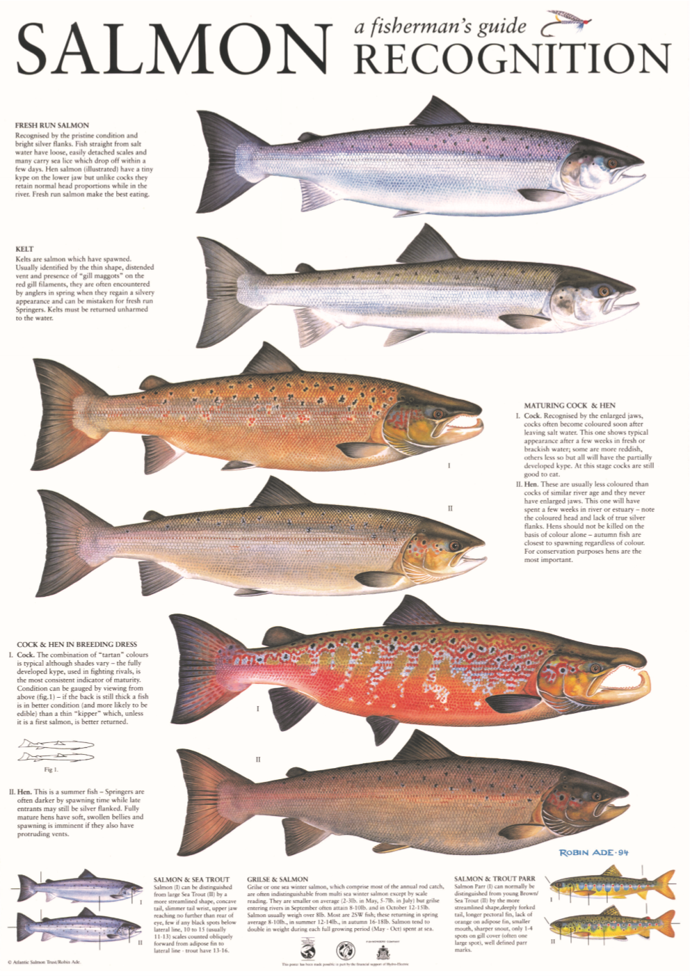 Salmon ID image