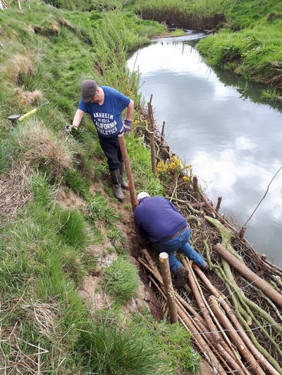 Tie-ing down brash on Willow Weave at Elrigg Burn