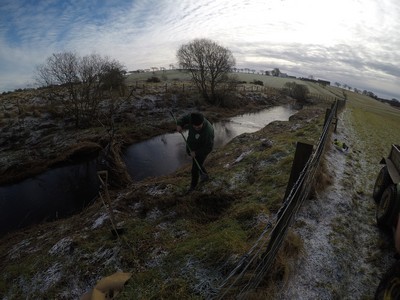More Tree Maintainance 