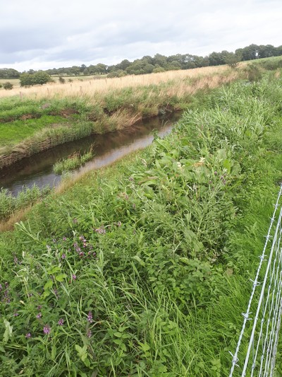 A shot of Willow Weave and Wild Flower Bank Repair at Jim Taylor's (Both Banks)